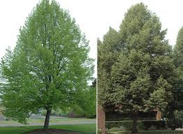 Image result for Littonia lindenii