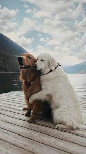 Dogs For Training Brain In 2020 Cute Dog Wallpaper Cute Animals Dog Wallpaper