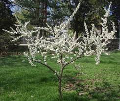 We did not find results for: Honey Bees Pollinating Plum Tree