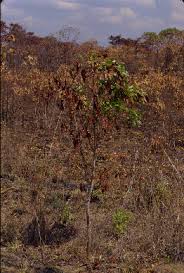 Image result for Brachystegia manga