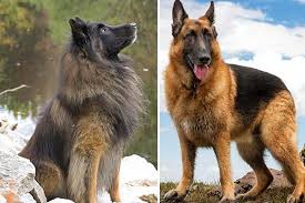 Maybe you would like to learn more about one of these? German Shepherd Vs Dutch Shepherd An In Depth View Of Kindred Cousins Anything German Shepherd