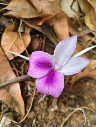Image result for Siphonochilus brachystemon