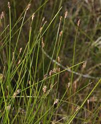 Image result for Eleocharis retroflexa