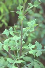 Image result for Lactuca glandulifera