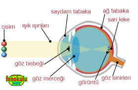 Gozumuzde Gorme Nasil Olusur