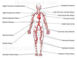 The inferior tip of the. Freecanaryislands Com Abdominal Aorta Human Body Diagram Arteries