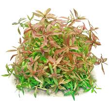 Image result for Hygrophila