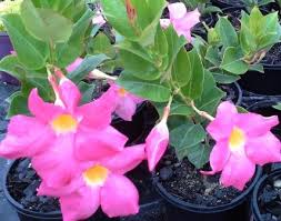 Climbers develop tendrils (thin extensions from the stem) or suckers (stem sprouts) for anchorage or twine themselves around their props. Climbing Plants Woodys Nursery