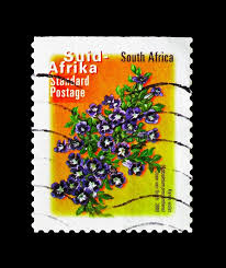 Image result for Aptosimum procumbens