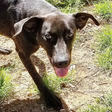 Bart big black lab mix! Dog For Adoption Eric A Weimaraner Basset Hound Mix In Charlotte Nc Petfinder