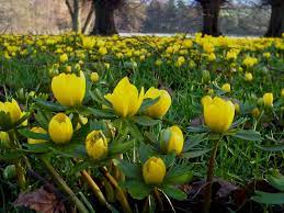 Winter Flowering Aconites Compton Verney