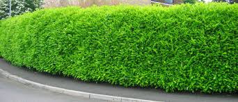 In der zeit zwischen 1. Hecke Schneiden Gesetz Und Zeitpunkt Beachten Plantura