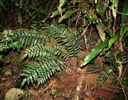 Image result for Lomariopsis