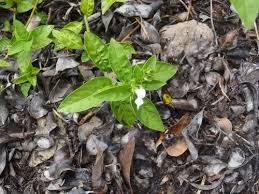 Image result for Hypoestes forskaolii