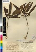 Image result for Breonadia