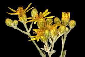 Image result for Philyrophyllum schinzii