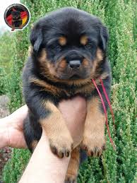 We did not find results for: Dkv Rottweilers German Rottweiler Breeder Offering Rottweiler Puppies For Sale Rottweiler Rottweiler Puppies For Sale German Rottweiler Rottweiler Breeders