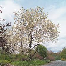 Image result for Halesia