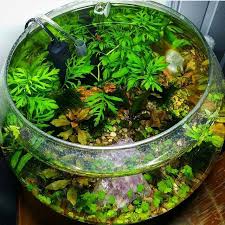Taking The Fish Bowl To A Whole New Level Photo From Nano Aquatic Fishbowl Aquarium Fishtank Pla Aquaponics Fish Fish Tank Terrarium Betta Fish Bowl