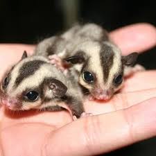 How To Put Sugar Gliders In A Bonding Pouch - Youtube