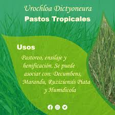 Image result for Urochloa dictyoneura