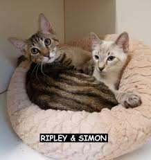 Po box 4335 irmo, sc 29063. Homeward Bound Pet Rescue Inc Guidestar Profile