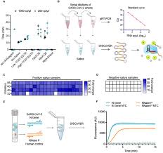 Rapid Detection Of Sars Cov 2 With Cas13 Medrxiv