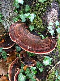 Image result for Ischnoderma resinosum