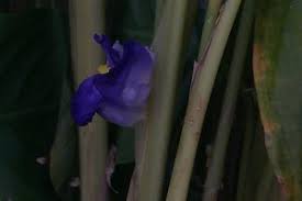 Image result for Halopegia azurea