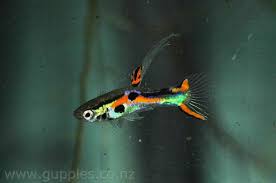 Elongatus Black Bar Endler Elongatus Black Bar Endler Guppy Fish Freshwater Aquarium Fish Betta Fish
