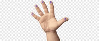 Ada 4 otot yang menggerakkan kelingking, yakni: Digit Hand Jari Kelingking Tangan Batu Permata Cincin Png Pngegg