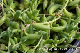 Dec 11, 2020 · string of bananas is a type of succulent plant in the genus senecio and family asteraceae. String Of Bananas Plant Care How To Grow Senecio Radicans Indoors