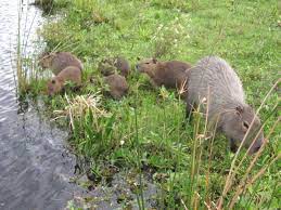 Maybe you would like to learn more about one of these? Carpincho El Mayor De Los Roedores Vivientes Argentina Gob Ar