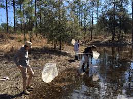 Citizen Science grad course at FSU and UF
