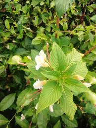 Image result for Impatiens burtonii