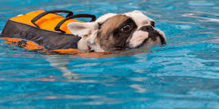 The average french bulldog lifespan is between 9 and 12 years. 10 Best Life Jacket For French Bulldog 2020 Unbiased Picks Animky
