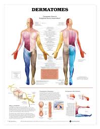 dermatomes anatomical chart poster laminated