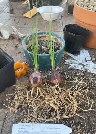 Image result for Drimia