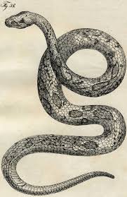 Early Vintage Snake Images Cool Snake Art Snake Images Snake Art Snake Illustration