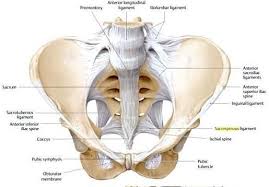 Three bones develop from separate ossifications, within a single cartilage plate. Pelvic Ligaments Pelvic Girdle Hip Muscles Anatomy Pelvic Floor