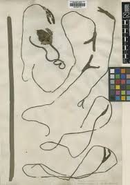 Image result for Enhalus acoroides