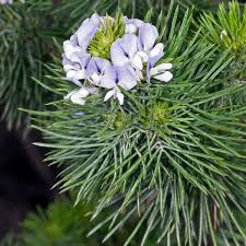 Image result for Psoralea arborea