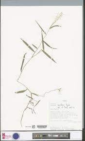 Image result for Isachne buettneri