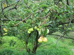 Bahan ini bisa membantu mengurangi peradangan dan menenangkan gatal pada daerah yang gatal. Mencicipi Apel Batu Langsung Dari Pohonnya Kompasiana Com
