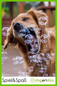 Auch zu hause kann man ausgiebig spielen. Hundespiele Fur Zu Hause Dogeridoo Hunde Spiele Hundespiele Hunde