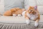 7 Best Cat Breeds With Children | Choosing The Right Cat ...