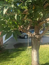 More images for noose hanging from tree » Phoenix Woman Finds Noose Hanging Outside Her Home