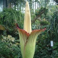 Dziwidło olbrzymie (amorphophallus titanum) 🌸 🌱 trafiło do nas przypadkiem. Ta Niezwykla Wieloletnia Roslina Budzaca Podziw Na Calym Swiecie Wytwarza Pojedynczy Lisc Ktory Osiaga Wysokosc Nawet 7 Metrow Je Cactus Plants Plants Flora