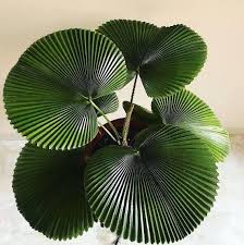 Image result for Licuala grandis