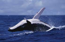Humpback whale breaching off the coast of australia. Humpback Whales Sing For Food Not Entertainment